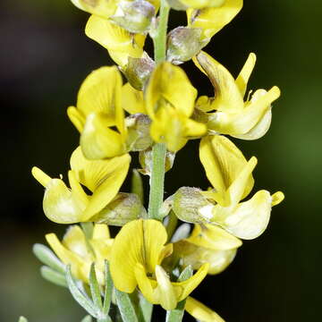 Image of <i>Calobota sericea</i>