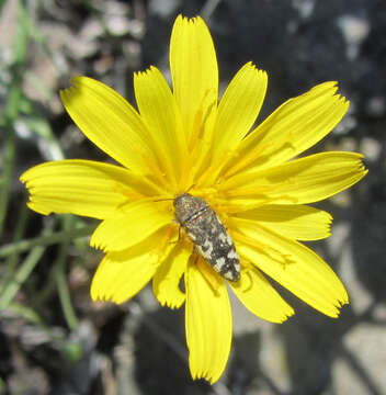 Слика од Acmaeodera idahoensis Barr 1969