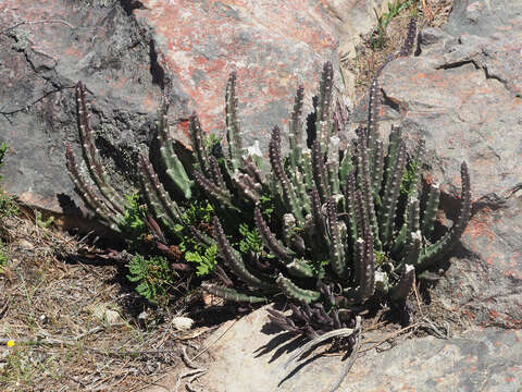 Image de Ceropegia cedrimontana (Frandsen) Bruyns