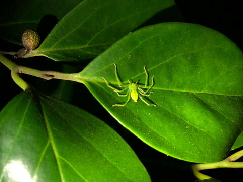 Слика од Gnathopalystes taiwanensis Zhu & Tso 2006