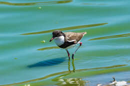 Erythrogonys Gould 1838 resmi