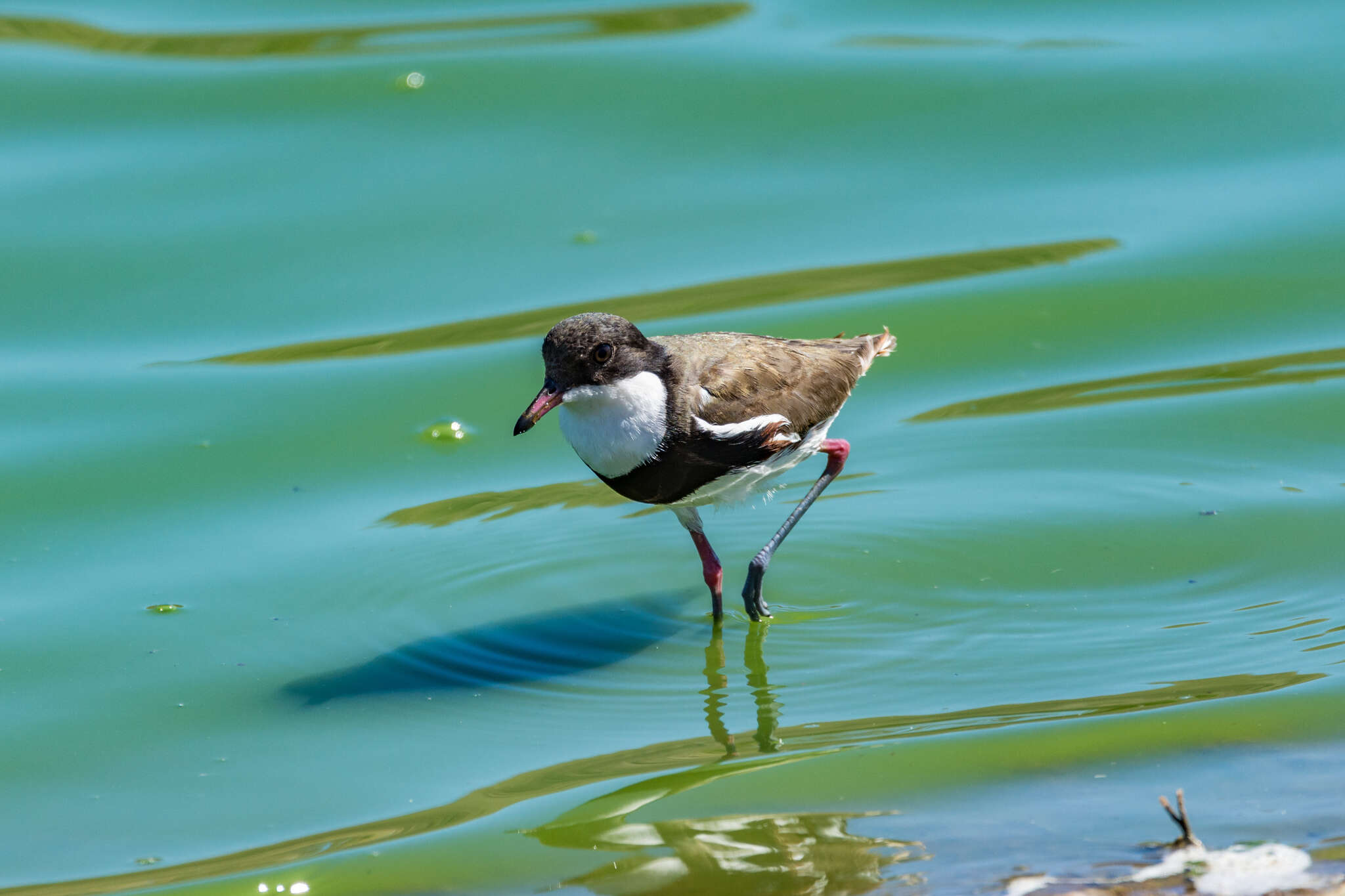 Erythrogonys Gould 1838 resmi