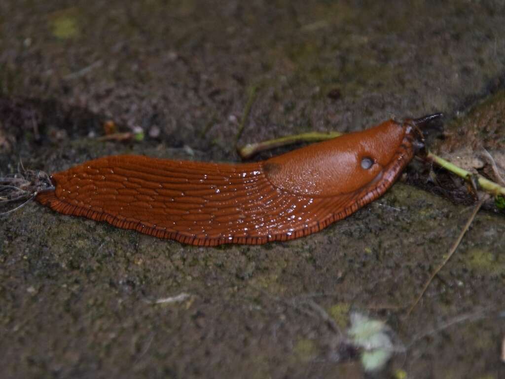 Image of red slug