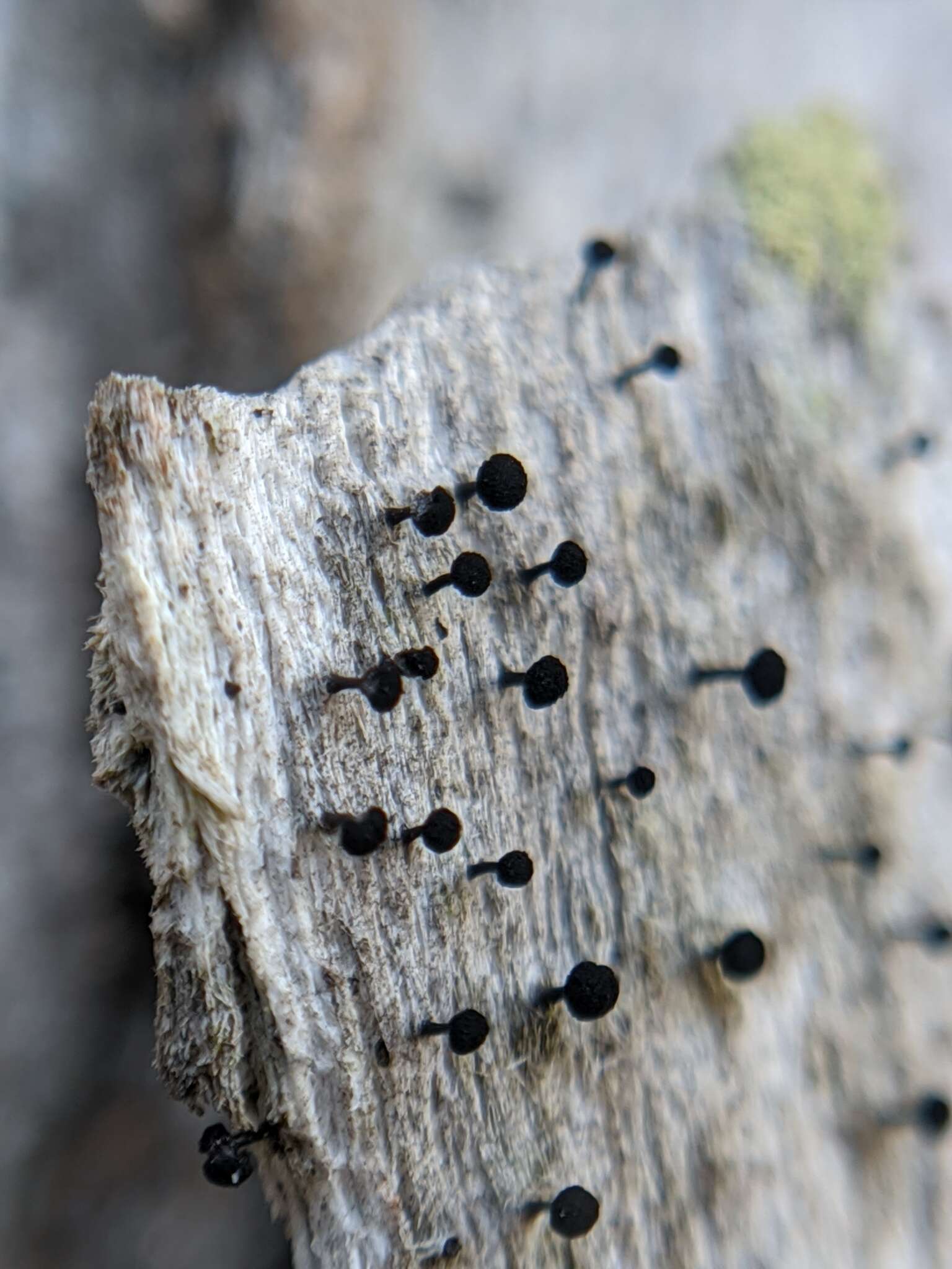 Image of mycocalicium lichen