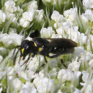 Hylaeus modestus Say 1837 resmi