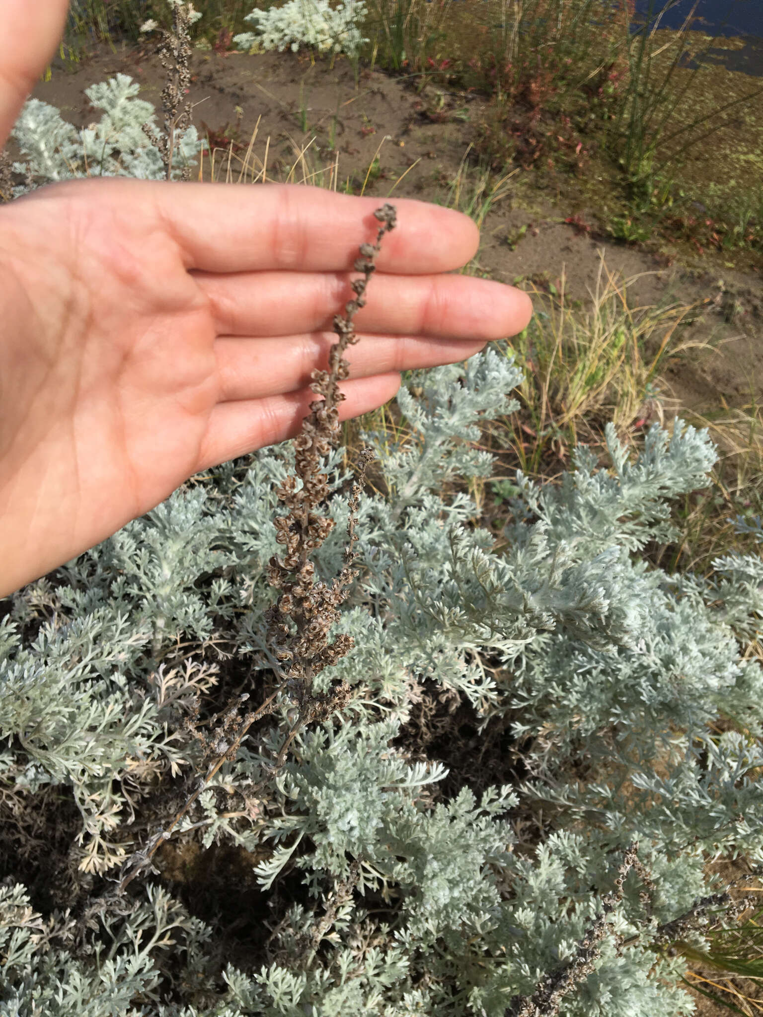 Image of beach wormwood