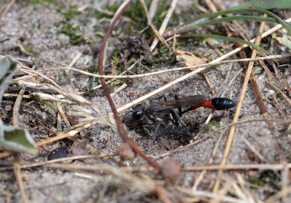 Image of Ammophila sabulosa (Linnaeus 1758)