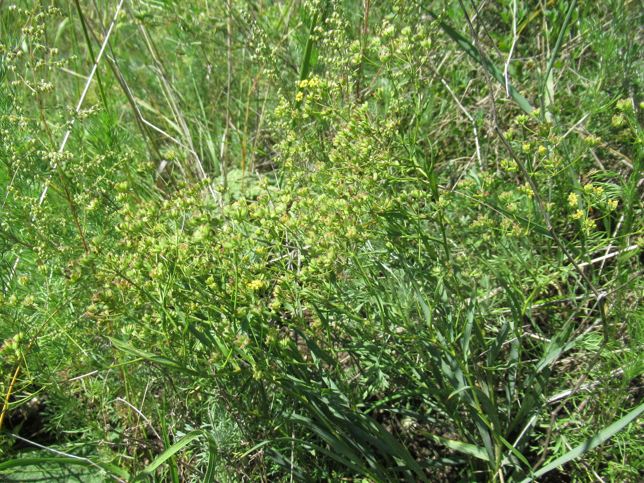 Image of Bupleurum sibiricum Vest ex Roem. & Schult.