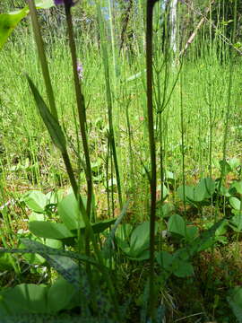Image of Dactylorhiza fuchsii subsp. hebridensis (Wilmott) Soó