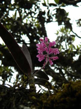 Image of Aerides ringens (Lindl.) C. E. C. Fisch.