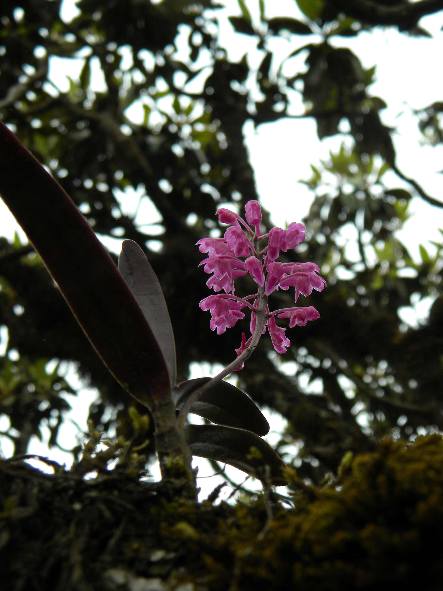 Image of Aerides ringens (Lindl.) C. E. C. Fisch.