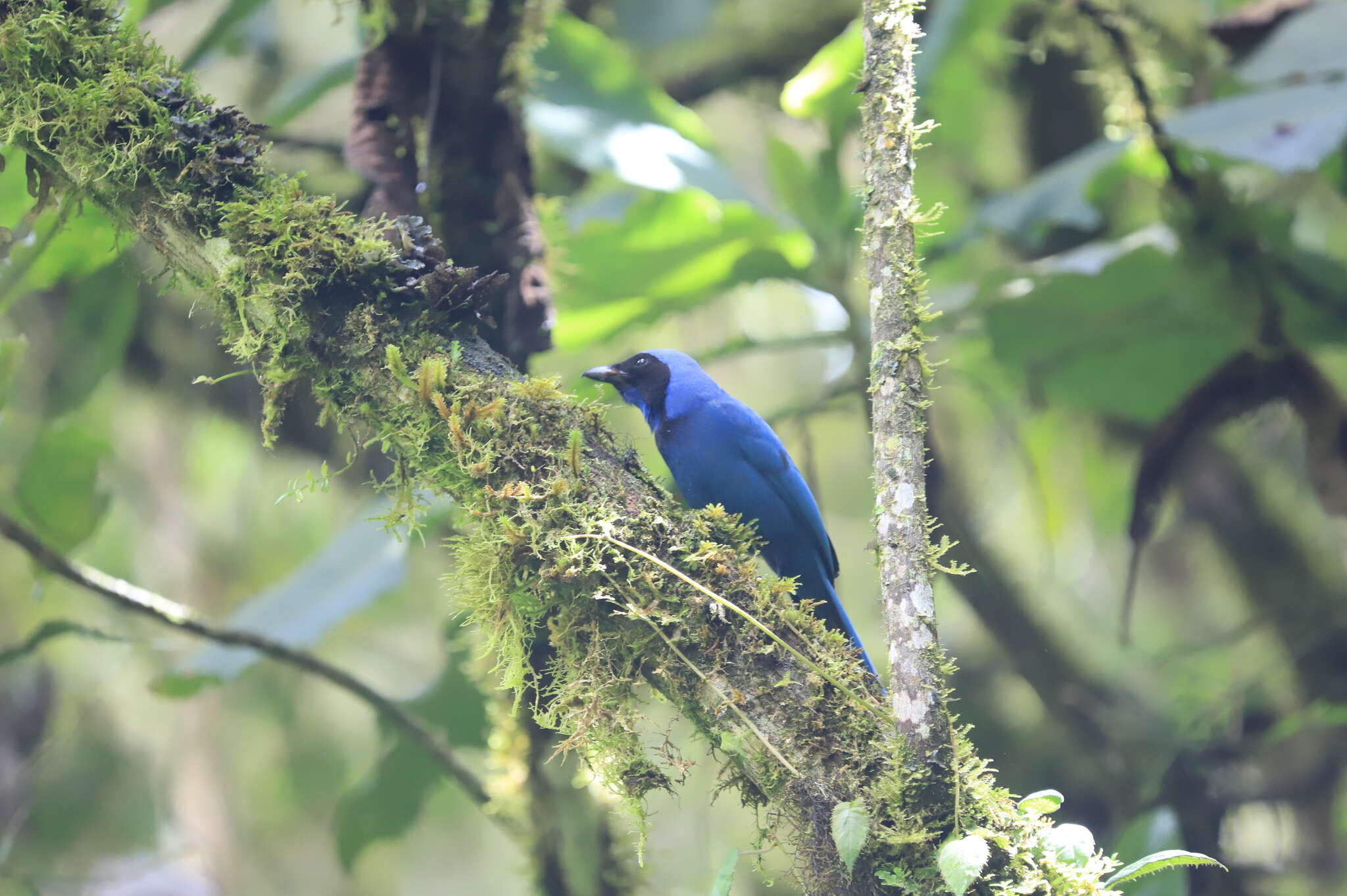 Image of Black-collared Jay