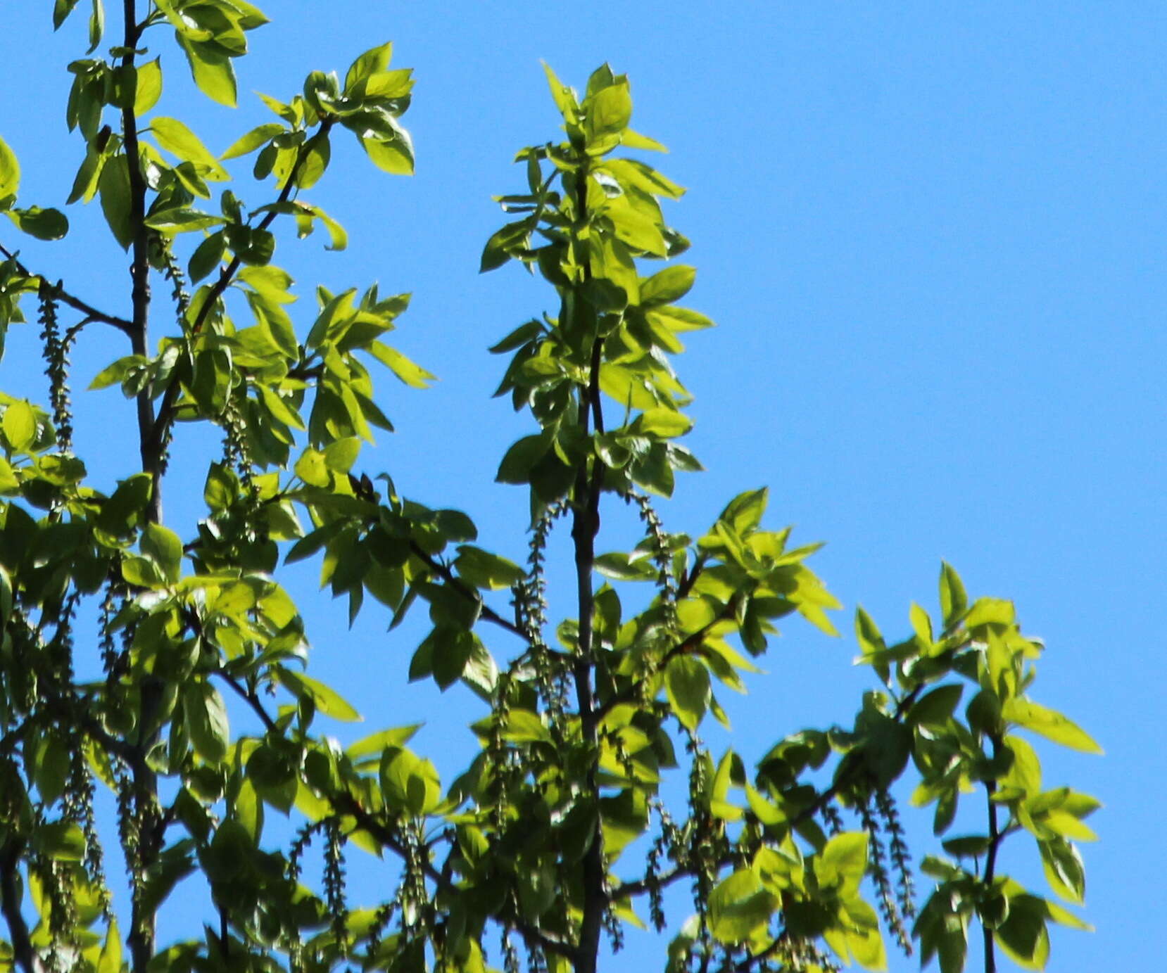 Image of Populus suaveolens Fisch.