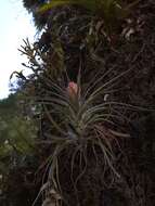 Image of Airplant