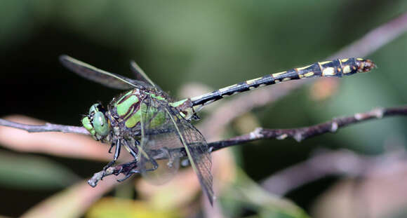 صورة Ophiogomphus aspersus Morse 1895