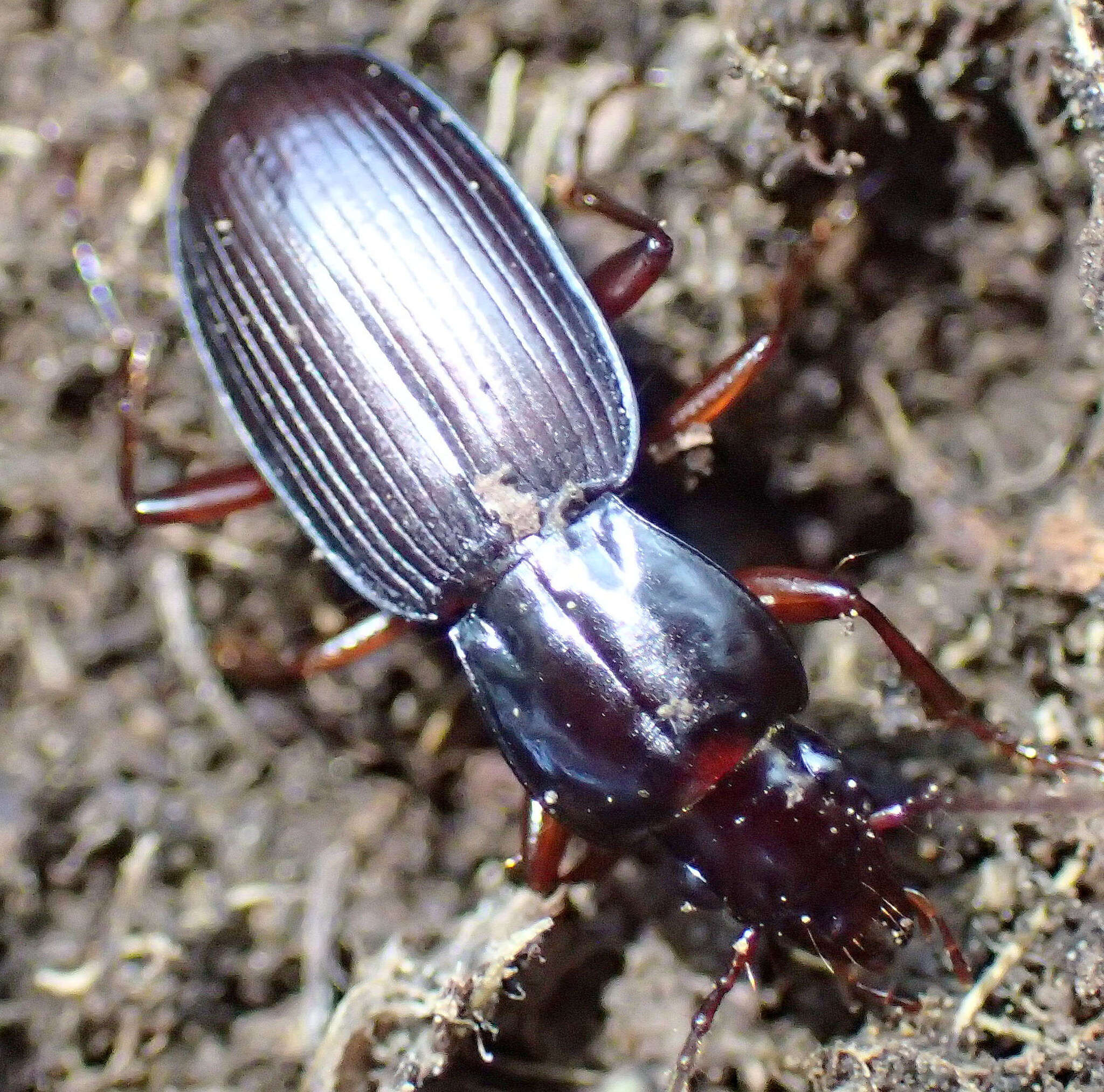 Image of Pterostichus (Hypherpes) vicinus Mannerheim 1843