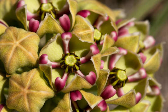 Image of spider milkweed