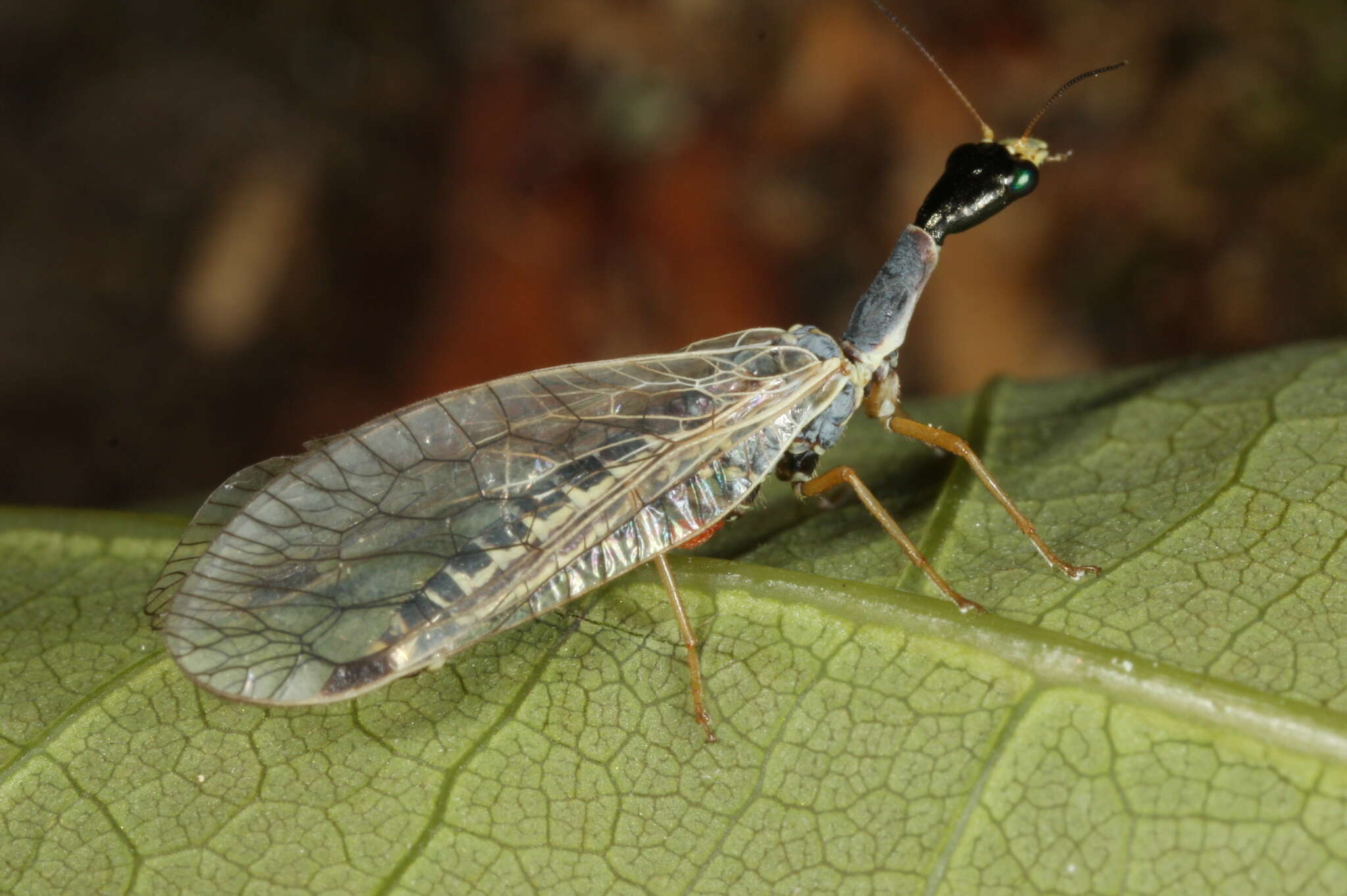 Image of Ornatoraphidia flavilabris (A. Costa 1855)