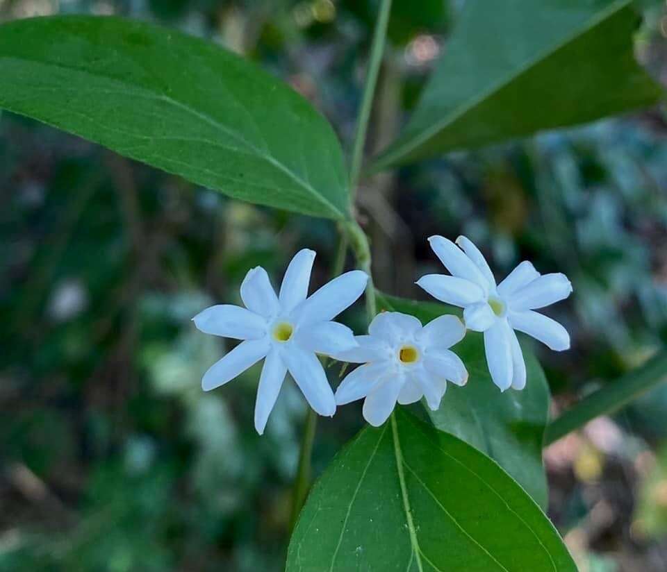 Image de Jasminum multiflorum (Burm. fil.) Andrews