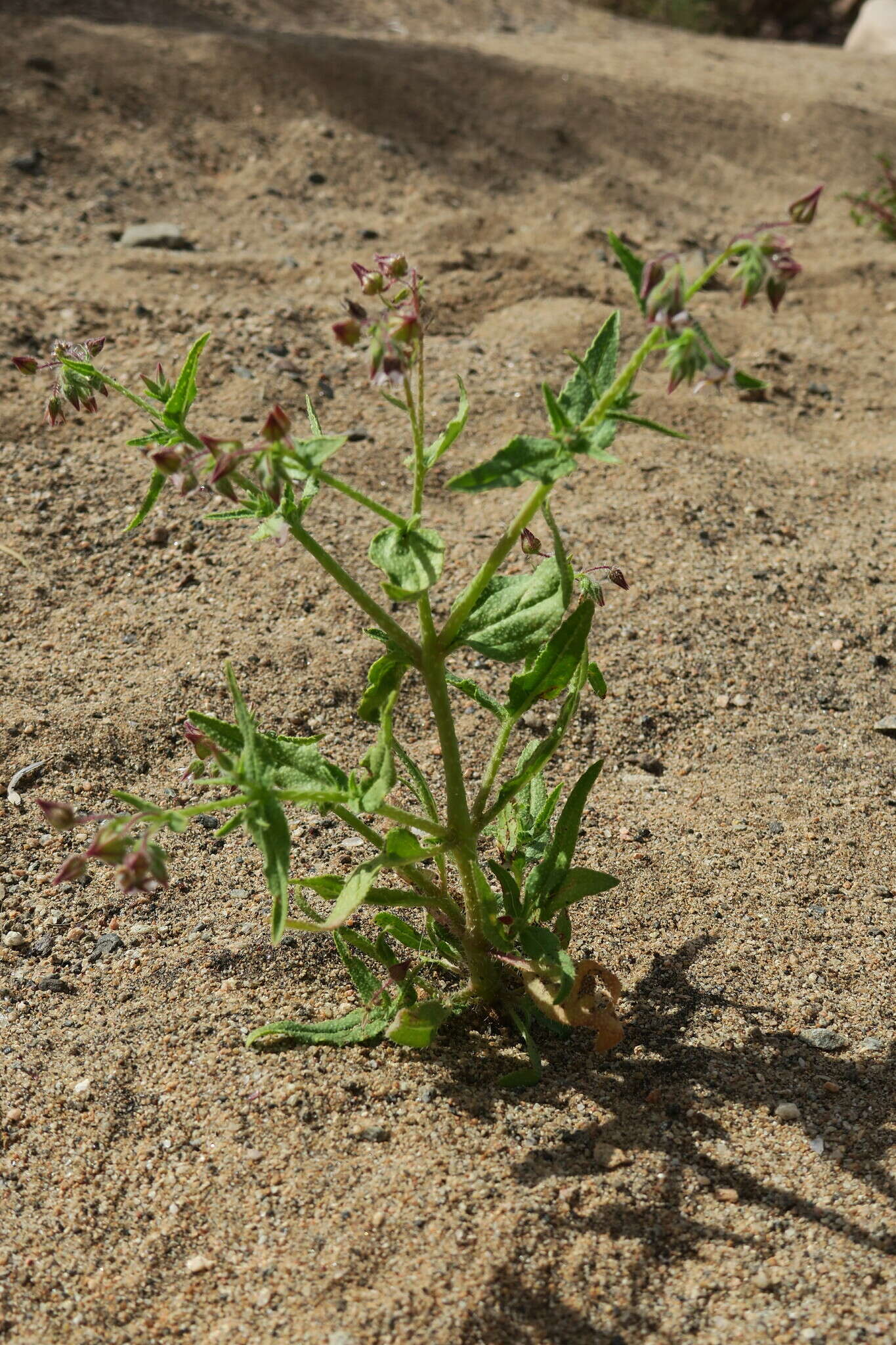 Image de Trichodesma africanum (L.) R. Br.