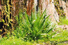 Image of Eryngium agavifolium Griseb.