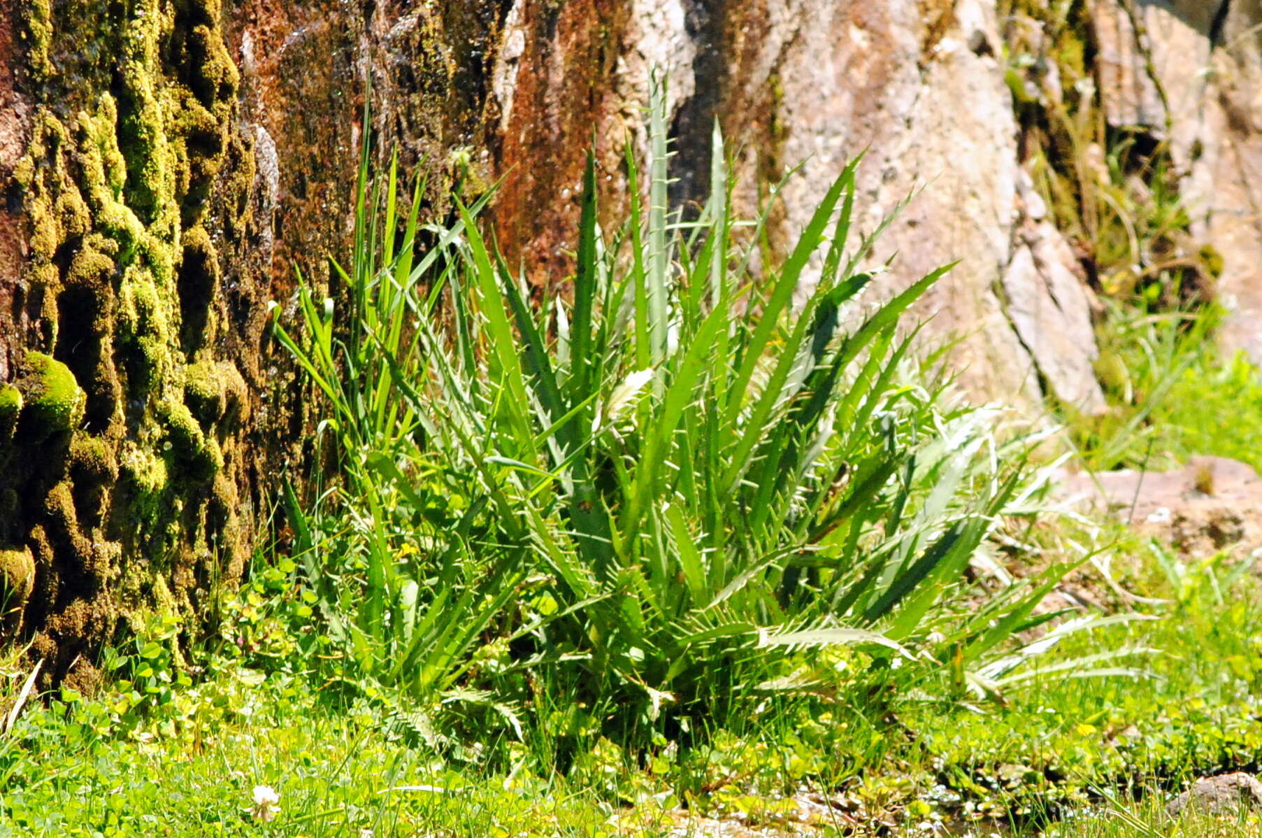 Imagem de Eryngium agavifolium Griseb.