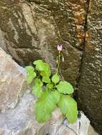 Plancia ëd Dodecatheon utahense (N. H. Holmgren) Reveal