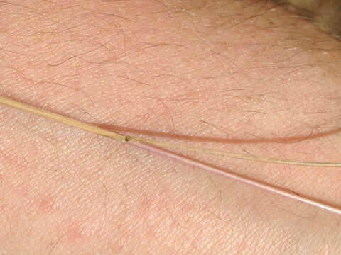 Image of small fescue