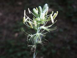 Agave littoralis (García-Mend., A. Castañeda & S. Franco) Thiede & Eggli resmi