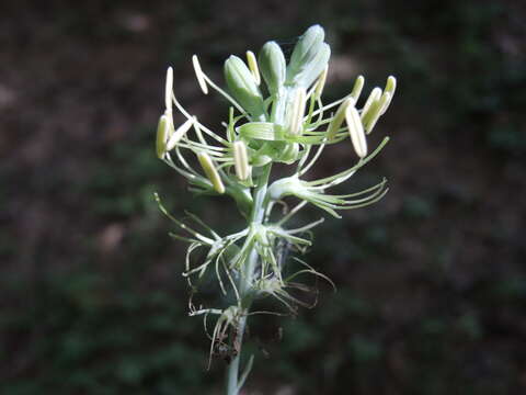 Image of Agave littoralis (García-Mend., A. Castañeda & S. Franco) Thiede & Eggli