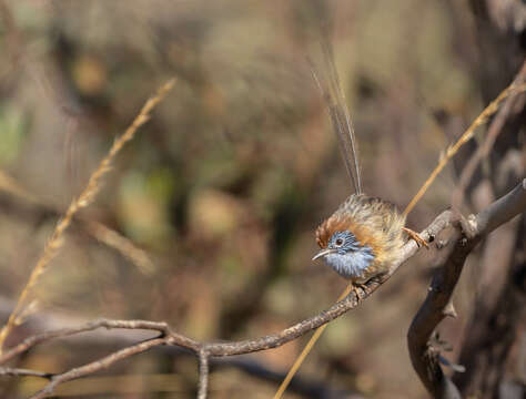 Image of Mallee Emu-wren