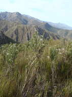 Image of Pointy Blombush
