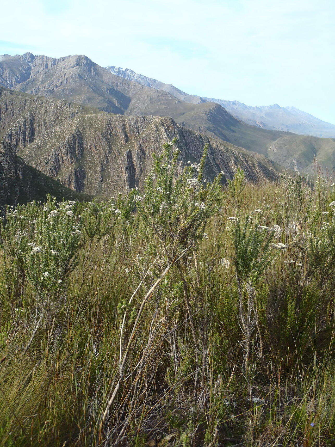 Image of Pointy Blombush