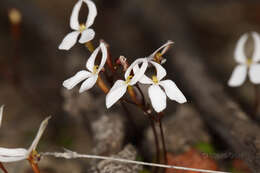 Image de Stylidium decipiens (Carlquist) Wege