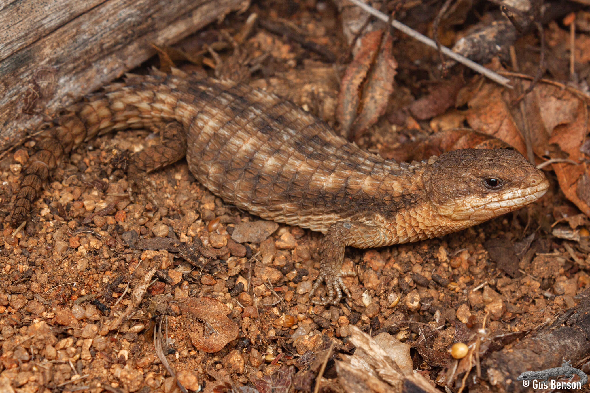 Cordylus jonesii (Boulenger 1891) resmi