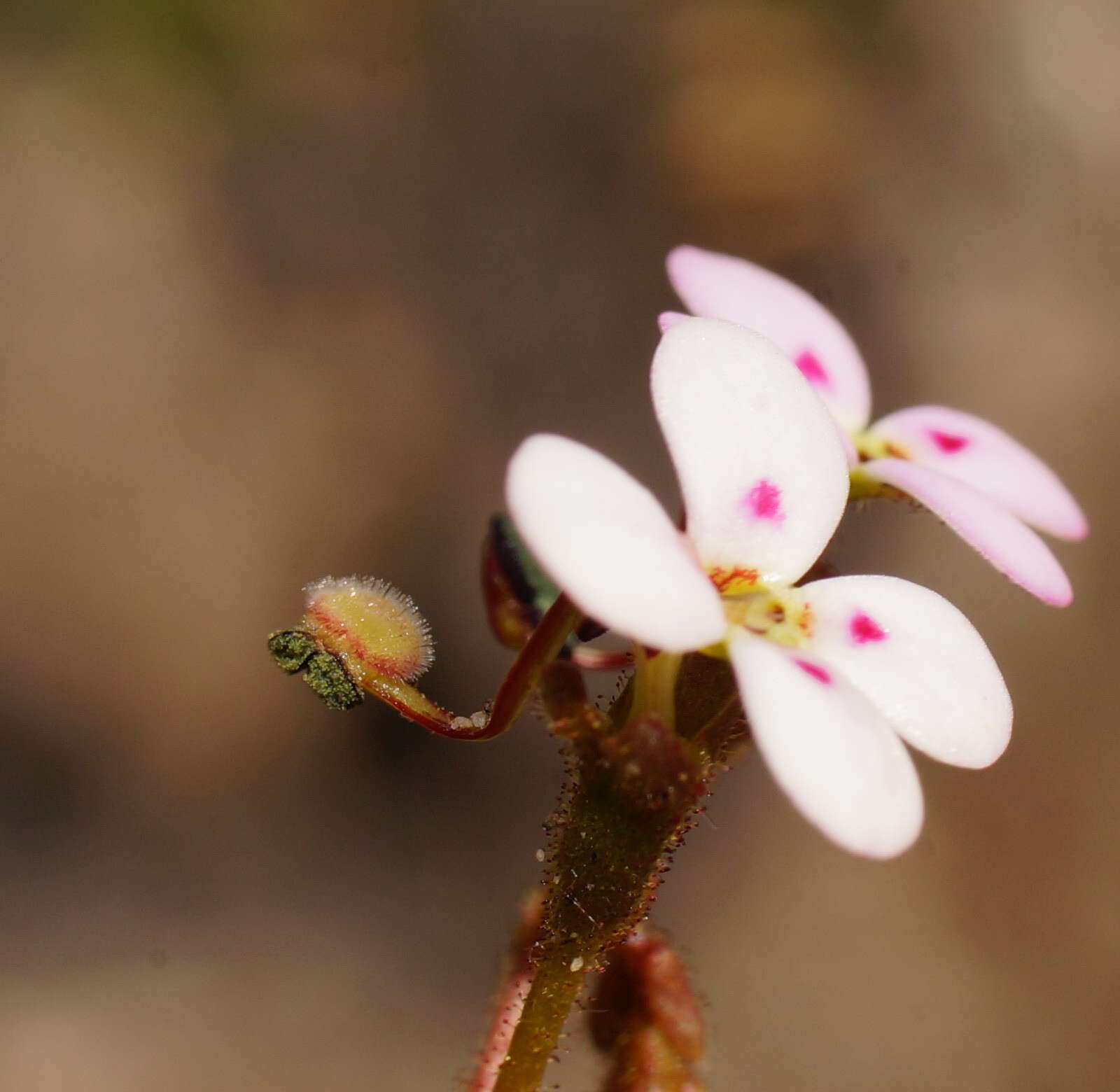 Image of Stylidium soboliferum F. Müll.