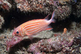 Image of Crown Squirrelfish