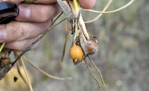 Imagem de Ehrharta capensis Thunb.