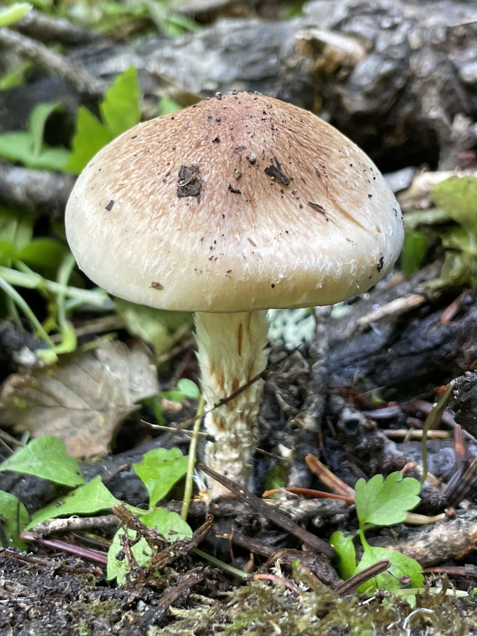 Image of Pholiota decorata (Murrill) A. H. Sm. & Hesler 1968