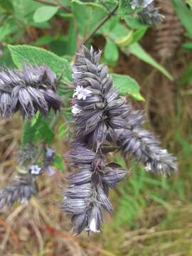 Image of Lepechinia salviifolia (Kunth) Epling