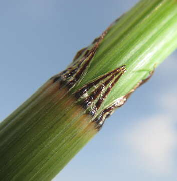 Image of Equisetum ramosissimum subsp. ramosissimum