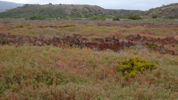 Image of Salicornia mossiana (Toelken) Piirainen & G. Kadereit