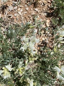 Image of Wyoming locoweed