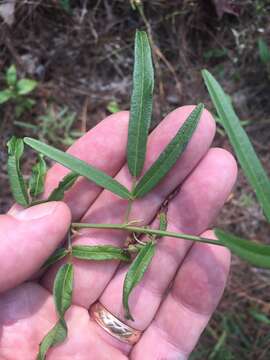 Image of Slim-Leaf Tick-Trefoil