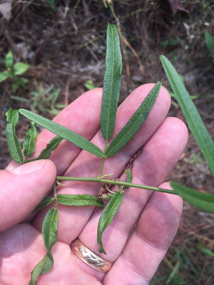 Imagem de Desmodium tenuifolium Torr. & A. Gray