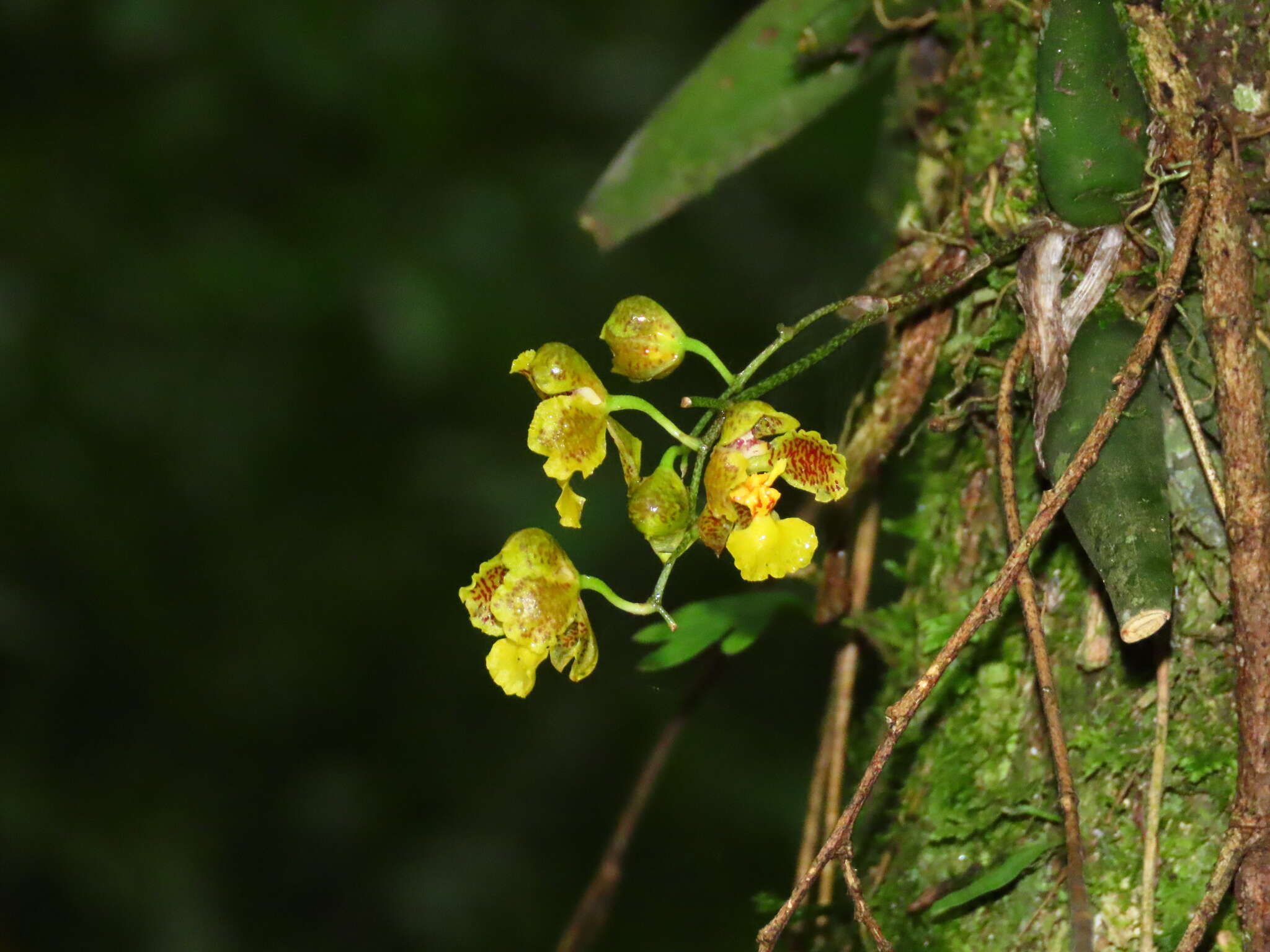 Image of Gomesa cornigera (Lindl.) M. W. Chase & N. H. Williams