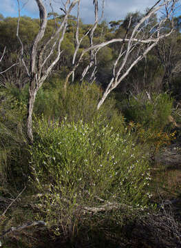 Image of Eremophila lehmanniana (Sond. ex Lehm.) R. J. Chinnock