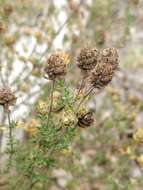 Image of Thymus capitellatus Hoffmanns. & Link