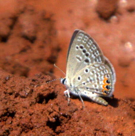 Image of Grass jewel