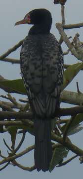 Image of Long-tailed Cormorant